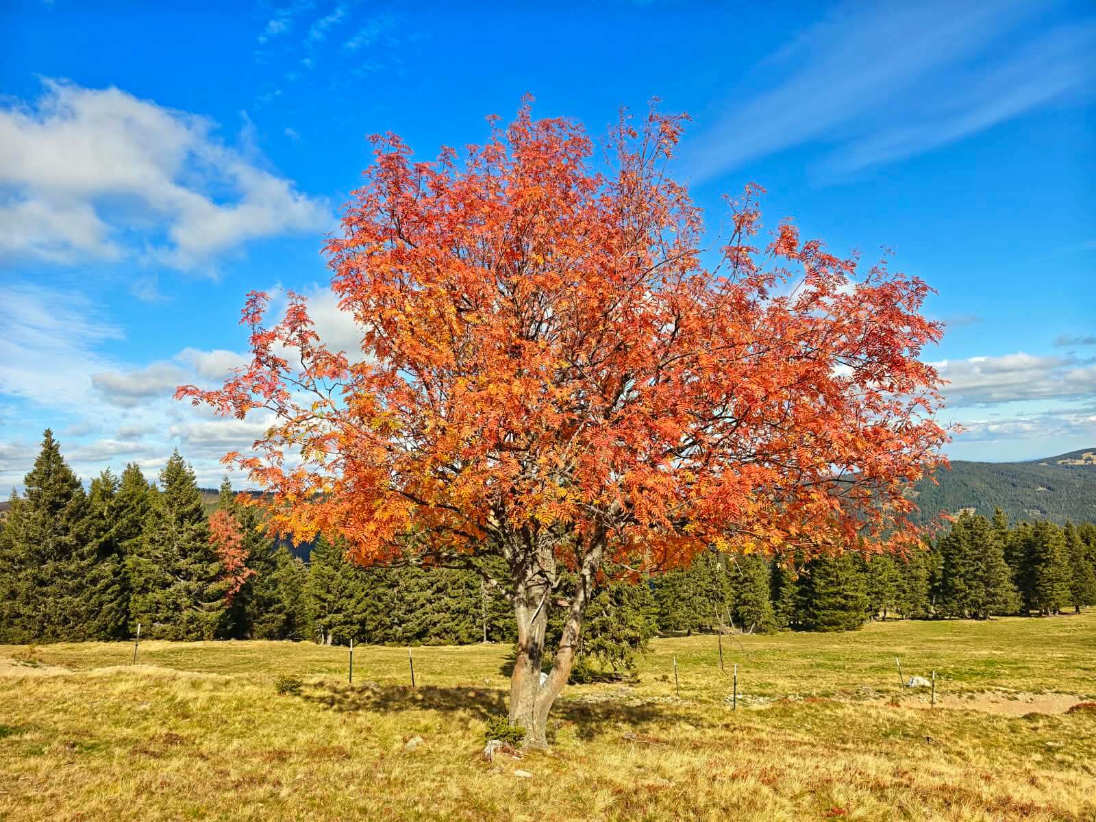 Herbst